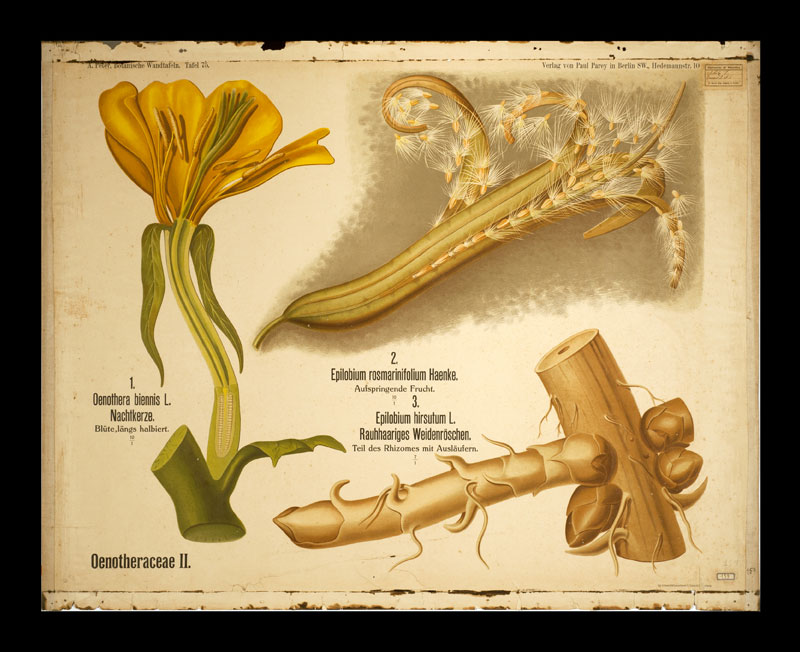 Tafel 75 Oenotheraceae-II